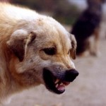 Copilul muscat de caini a murit in Bucuresti